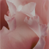 Regime des Fleurs - Little Flower