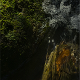 Regime des Fleurs - Lá Bas