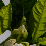 Regime des Fleurs - Jade Vines