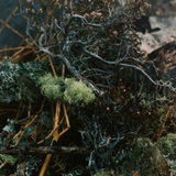 Perfumer H - Rain Wood -  Eau de Parfum 50ml