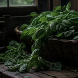 ADLAN Fragrances - Mint Condition Candle