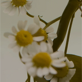 Regime des Fleurs - Green Vanille