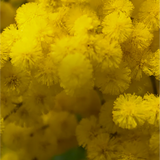 Regime des Fleurs - Cacti