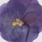 Regime des Fleurs - Himitsu Violets