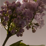 Regime des Fleurs - Tears