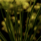 Regime des Fleurs - Rock River Melody
