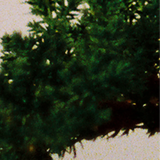 Regime des Fleurs - Falling Trees