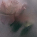 Regime des Fleurs - Glass Blooms